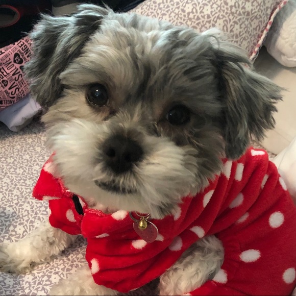 Meet your Posher, Franchesca - Picture 1 of 1